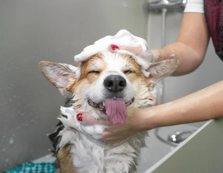 Cão recebendo banho, foto do site original