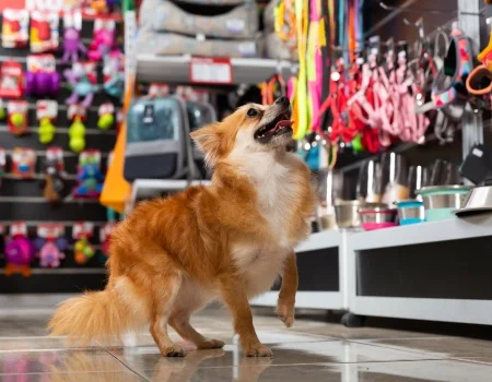 Cão na loja, foto do site original