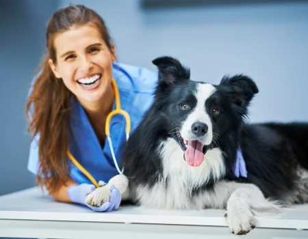 Atendimento veterinário, imagem do site original